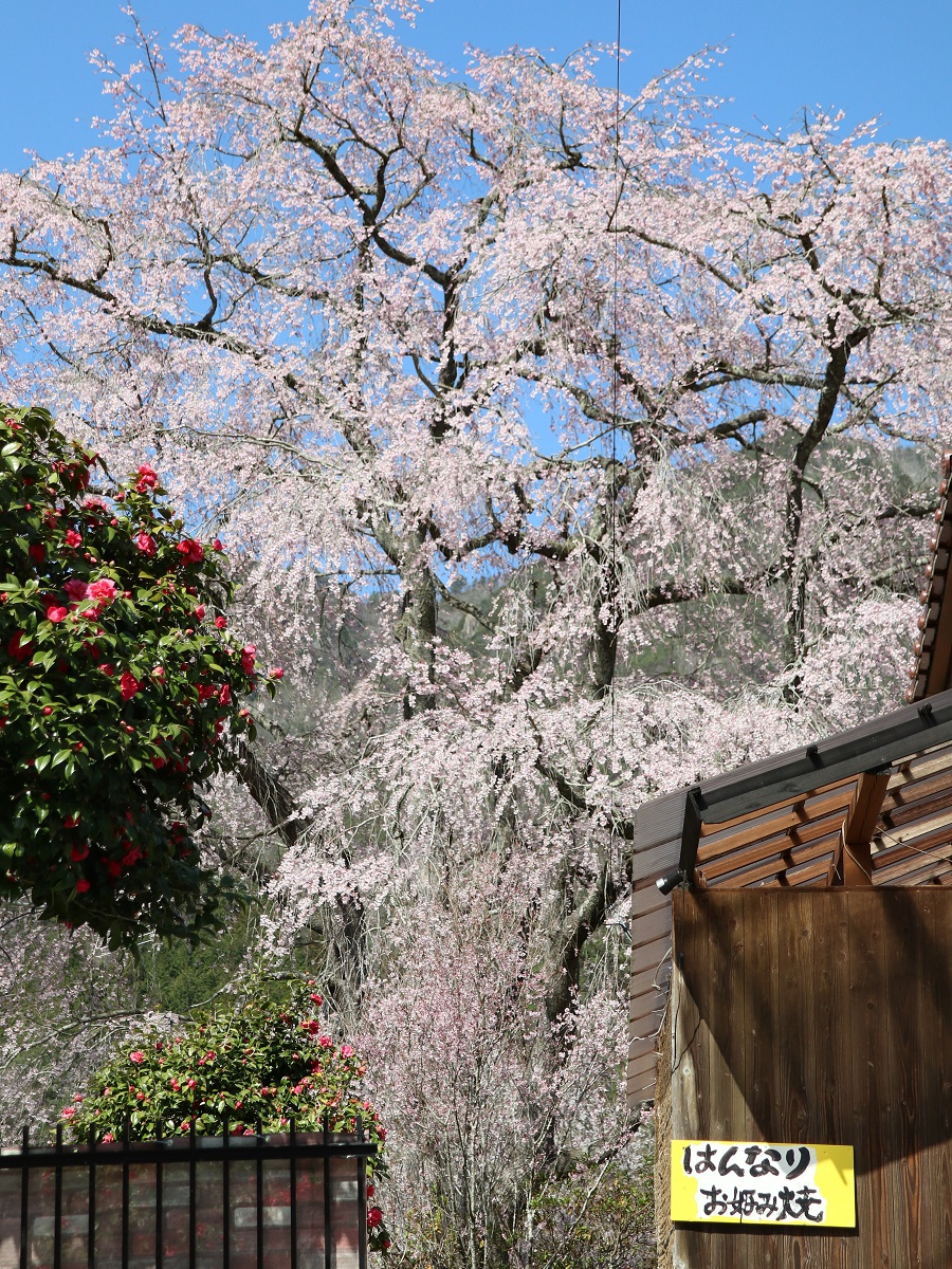 竹下桜 竹下桜