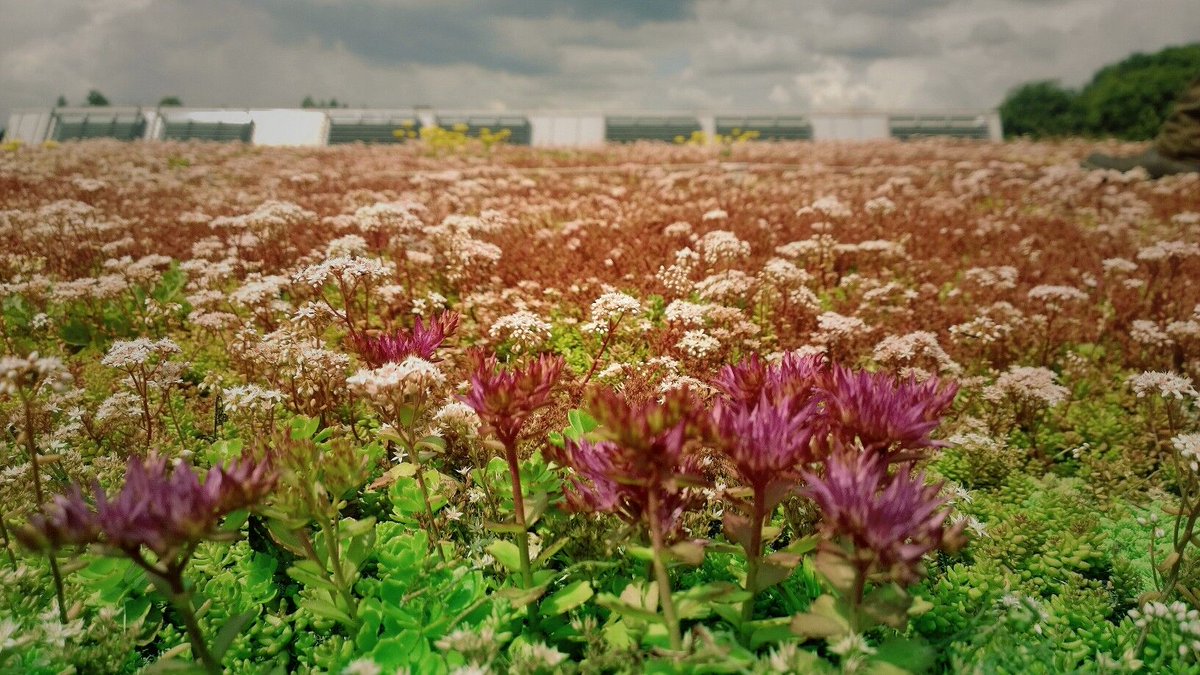 #tuesdayvibe Time to get your #maintenance plan in place so that your #greenroof looks great for #WGRD2021 #greenroofs #GRO #tuesdaymotivations