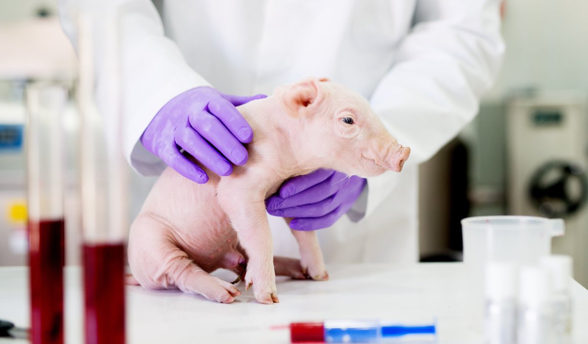 project_avant's tweet photo. Recent survey of @animalhealthEU shows the benefits  of using #veterinarymedicine in  farm animals.  Lack of awareness about the rules of using veterinary medicine was identified. 

Better #communication will prevent overuse and misuse of antibiotics‼️ 

https://t.co/DMCbcM1wsS https://t.co/fZMEtQsK9E