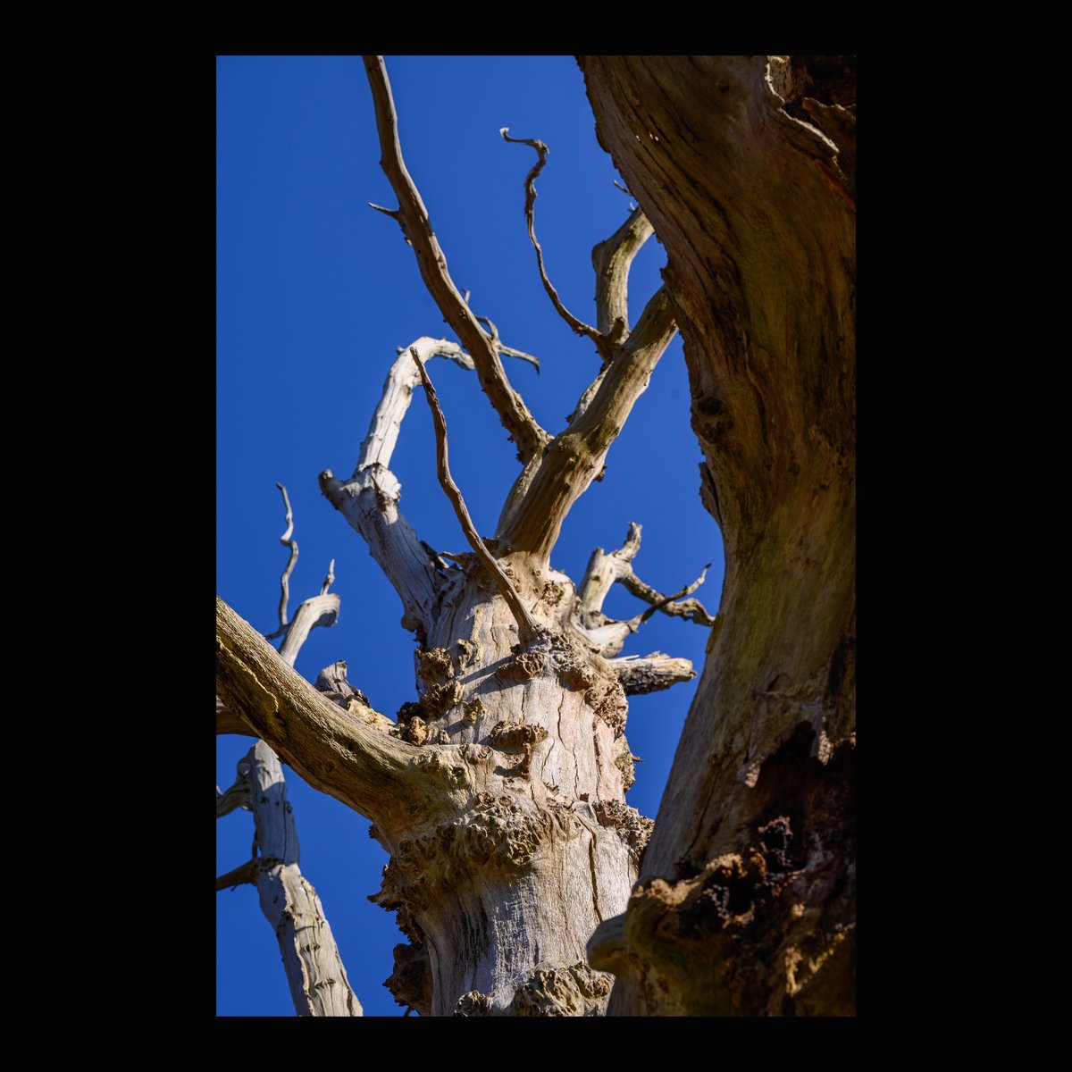 HarrisonPhair's tweet photo. #character

#tree
🌳📷🌿🍃🍂☀️
#dead #sky #bluesky #decay #branch #nature #skeleton #oldtree #forest #worsley #gnarled #denuded #nikon #z6 24-70 f2.8 S
@NikonatGrays
@CityofTreesMcr
@MySalford
@OnOurDoorstep
@VisitSalford
@SalfordWildlife
@NikonProEurope
@WoodlandTrust https://t.co/EcFZKFLGZ4