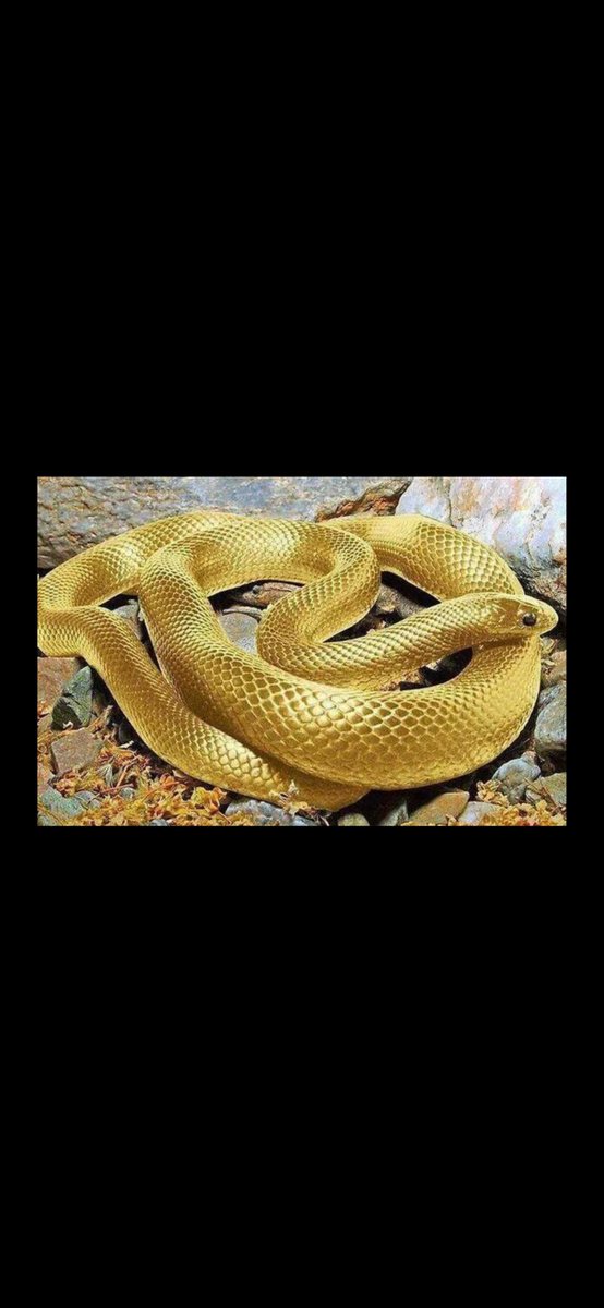 金の蛇