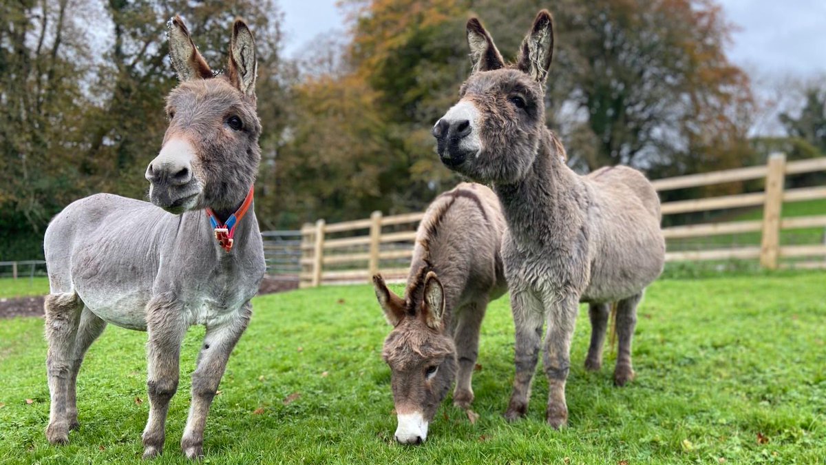 DonkeySanctuary's tweet image. Can these cuties put a smile on your face this morning? 😊