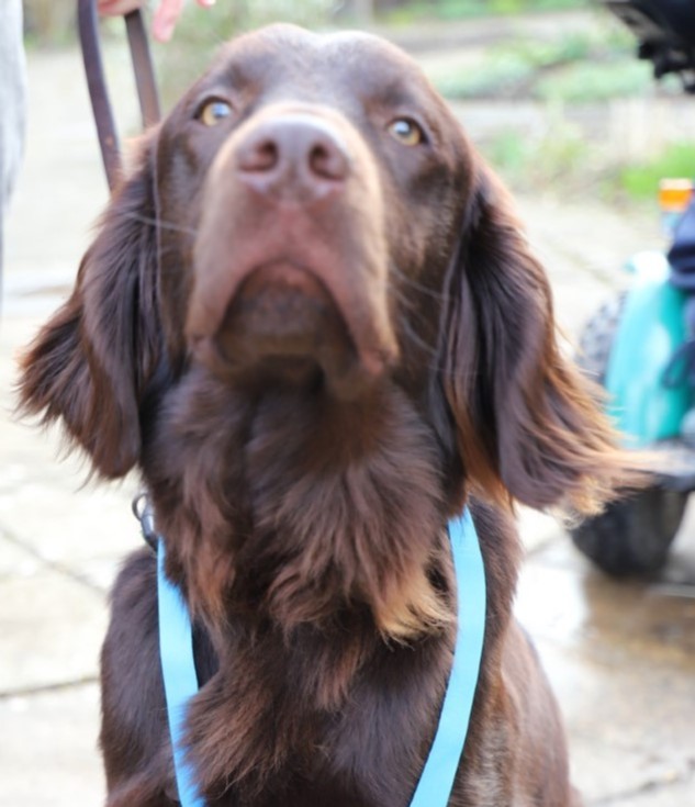 DerwenCollege's tweet photo. #DerwenCollege trainee therapy dog is signed up for #DerwenEasterChallenge. Are you? Follow Teddy's lead and raise money to support students with special educational needs and disabilities in their work and independence. #SkillsForLife #FollowTeddy #SupportDerwen @visitderwen https://t.co/lXJXJGMnKi