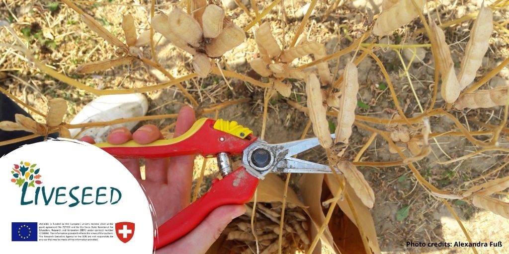LiveSeeding's tweet photo. According to the new #OrganicRegulation, by 2036, all EU #OrganicFarmers must use 100% #OrganicSeed. #OrganicPlantBreeding is therefore the basis for a self-determined, independent further development of the #OrganicSector. #BreedingABrightFuture https://t.co/lItMoYGcpO
