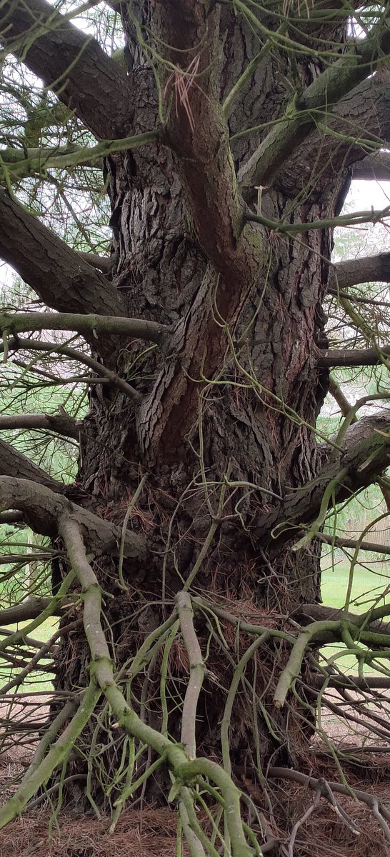 Melshenny1's tweet image. Thick Trunk Tuesday 💚🌳💚
#thicktrunktuesday 
#powertree
@arborsmarty @keeper_of_books @mathilebrandts @ManuelaMravlak @TrunkytheTree @friends_trees