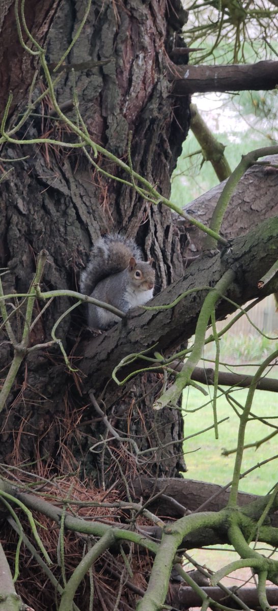 Melshenny1's tweet image. Thick Trunk Tuesday 💚🌳💚
#thicktrunktuesday 
#powertree
@arborsmarty @keeper_of_books @mathilebrandts @ManuelaMravlak @TrunkytheTree @friends_trees