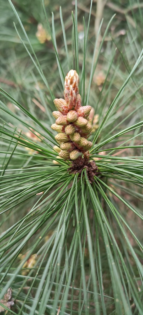 Melshenny1's tweet image. Thick Trunk Tuesday 💚🌳💚
#thicktrunktuesday 
#powertree
@arborsmarty @keeper_of_books @mathilebrandts @ManuelaMravlak @TrunkytheTree @friends_trees