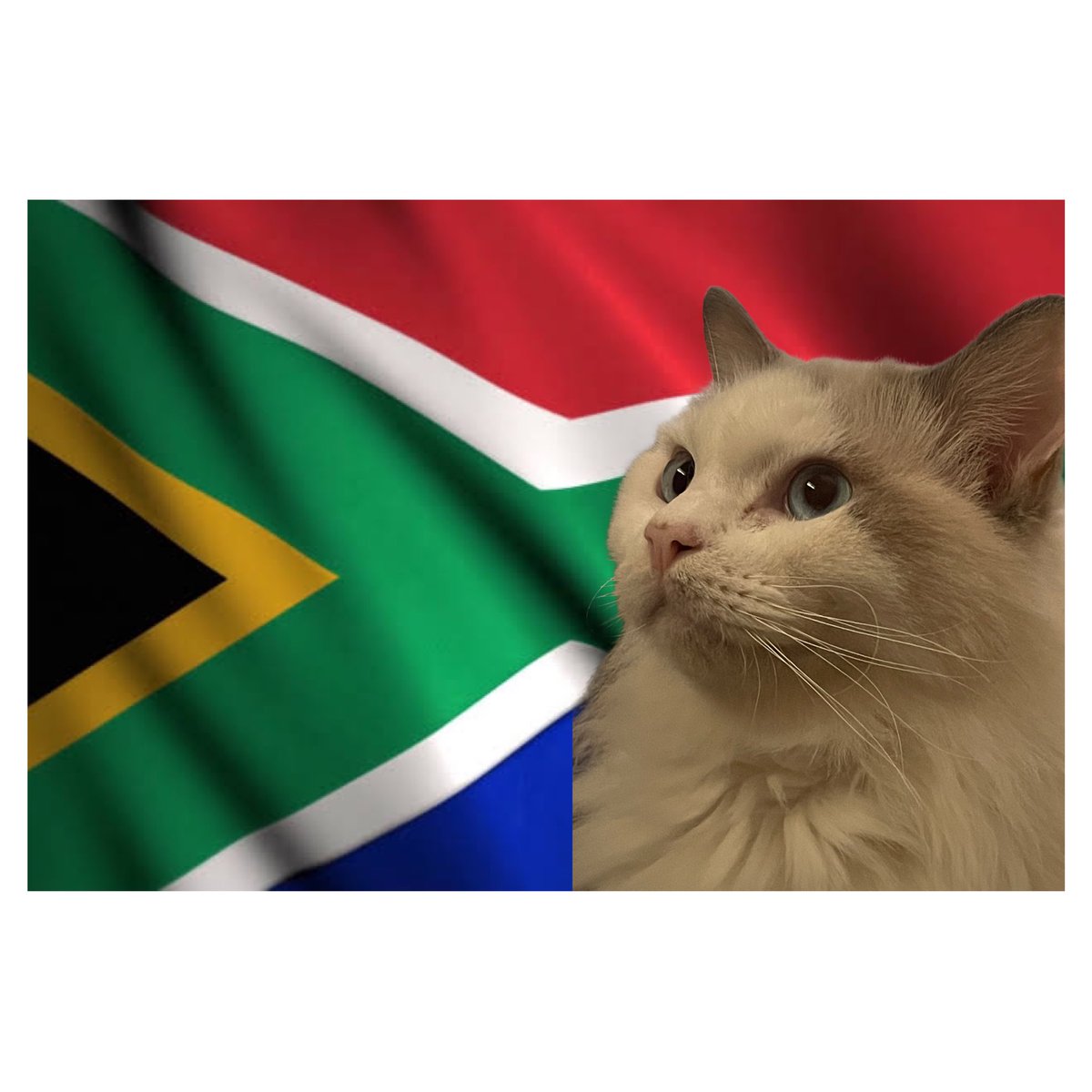 It is with deep pride that i announce that cheshire of the CP will run for president in the  next  #sa election. Along with a socialist policy agenda(that ignores dogs), there will be an enforced every house has a cat rule, & royal canine parcels ery month! #Halala #Mzansi voteCP