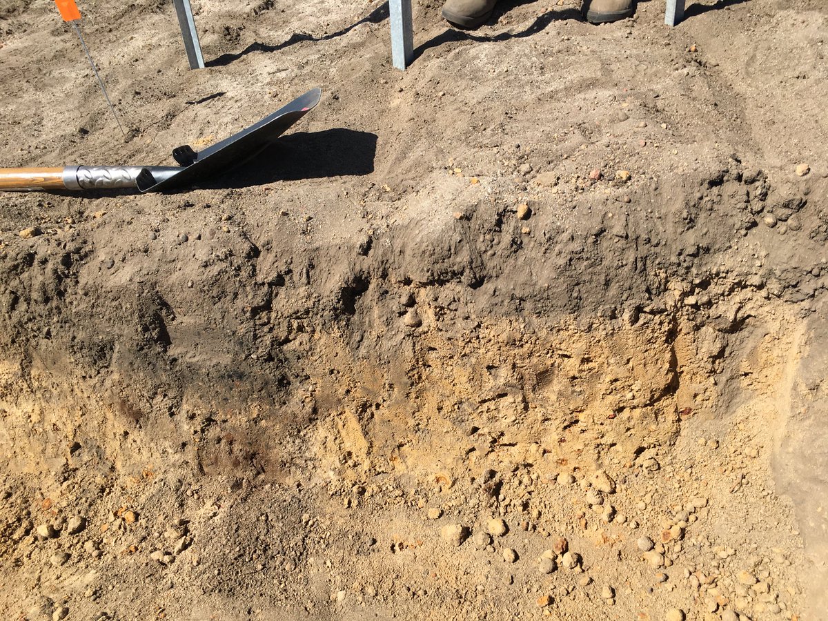 borgercatherine's tweet photo. Deep ripped to 30-40 cm. The surface weed seeds were buried, but  only about 5-10% of the weed seeds will be buried at depth. There will be high emergence this year - great opportunity to use delayed sowing and a knockdown to run down the seedbank. ⁦@DPIRDbroadacre⁩ https://t.co/T8dc7k0bGF