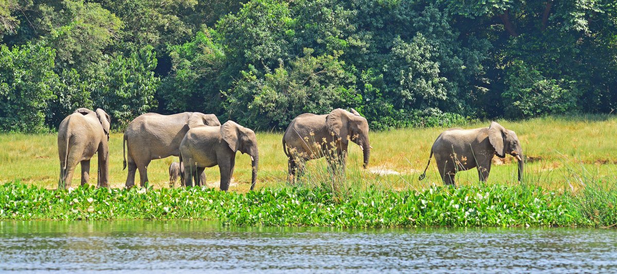 ugwildlife's tweet photo. Easter is around the corner, surprise your family with a trip to one of the many National Parks in Uganda. Follow this link to checkout the discounts on our entrance fees> https://t.co/gP87wDLuyP

#VisitUganda #TulambuleUganda #Easter2021 https://t.co/hudo6V7qmi