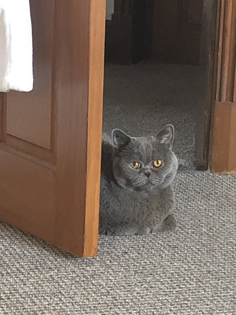 DroleSerge's tweet photo. Is it time for breakfast, or what? #didsbury #manchester #britishshorthair @SchnebelenBulot #CatsOfTwitter #Breakfasttime #pet https://t.co/CbcaiAXqYs