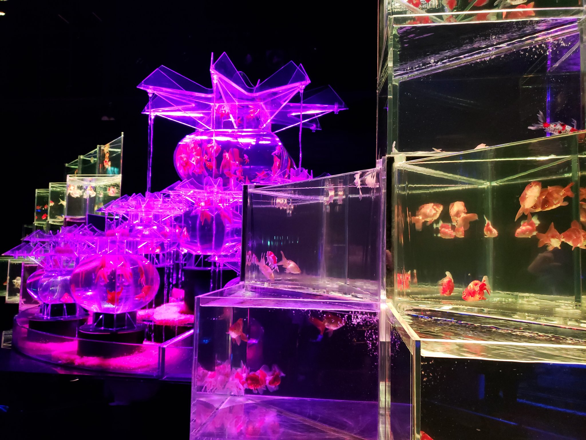 前田 満利 على تويتر 昨日行ったよ アートアクアリウム 金魚 Sns映え T Co Wjlp34f2 تويتر