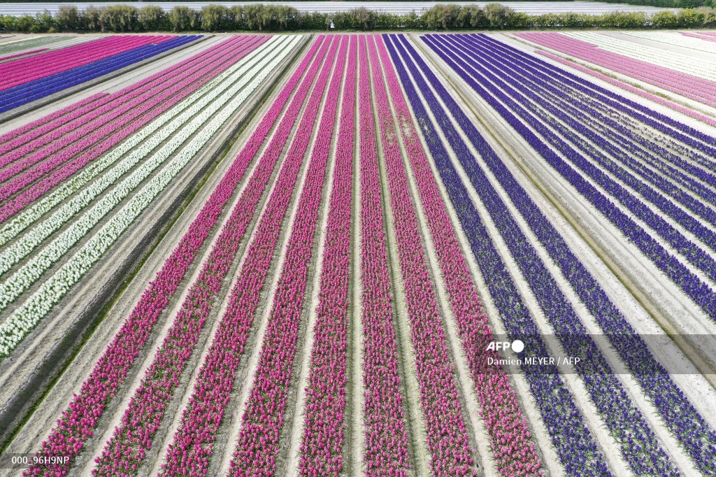 AFPphoto's tweet photo. #France - Fields of hyacinths in Plomeur. #AFP 
📸 Damien Meyer https://t.co/fgT0ZMrd2K