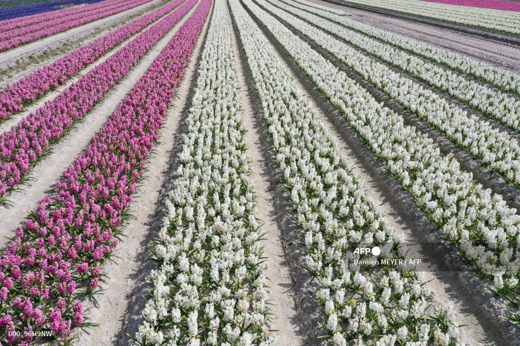 AFPphoto's tweet photo. #France - Fields of hyacinths in Plomeur. #AFP 
📸 Damien Meyer https://t.co/fgT0ZMrd2K