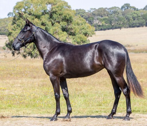 ChrisLang_Jr's tweet photo. HES WATCHING x MEGANS ART (Lot68) @NutrienEquineSB https://t.co/7oER7kDmkF