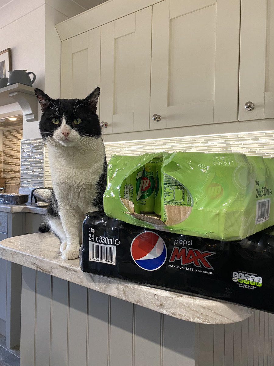 SpanielsSuper's tweet photo. PussPuss isn’t impressed 🤣🤣 Doesn’t think anything should be allowed in the house that isn’t for her! I told her “ it’s not all about you, you know!” .... she wasn’t happy 😆😆 #CrossCat #SelfEntitled #Spoiled #AdoptDontShop #GrumpyCat https://t.co/Xgq1wYhp4H