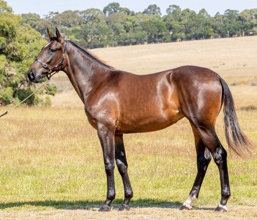 ChrisLang_Jr's tweet photo. ALWAYS B MIKI x JAZZAM (Lot24)
@NutrienEquineSB https://t.co/uH0JpdnqbO