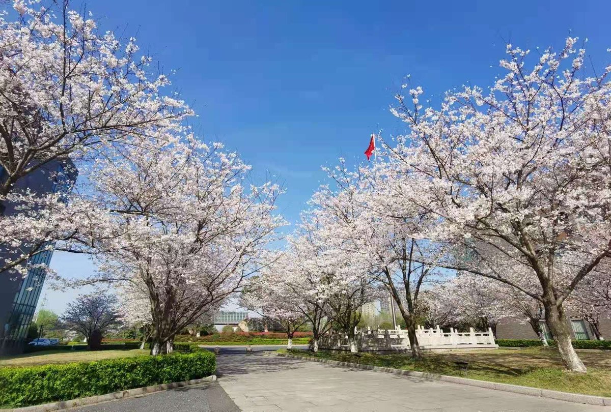 chinaembaustria's tweet photo. #DailyLifeInChina Traumhafte Blüten im Campus der Tongji Zhejiang College versprühen einen Hauch von Frühling, Frische und Leichtigkeit🌸

Fotos von einem früheren Kollegen https://t.co/m0QDNwDThB