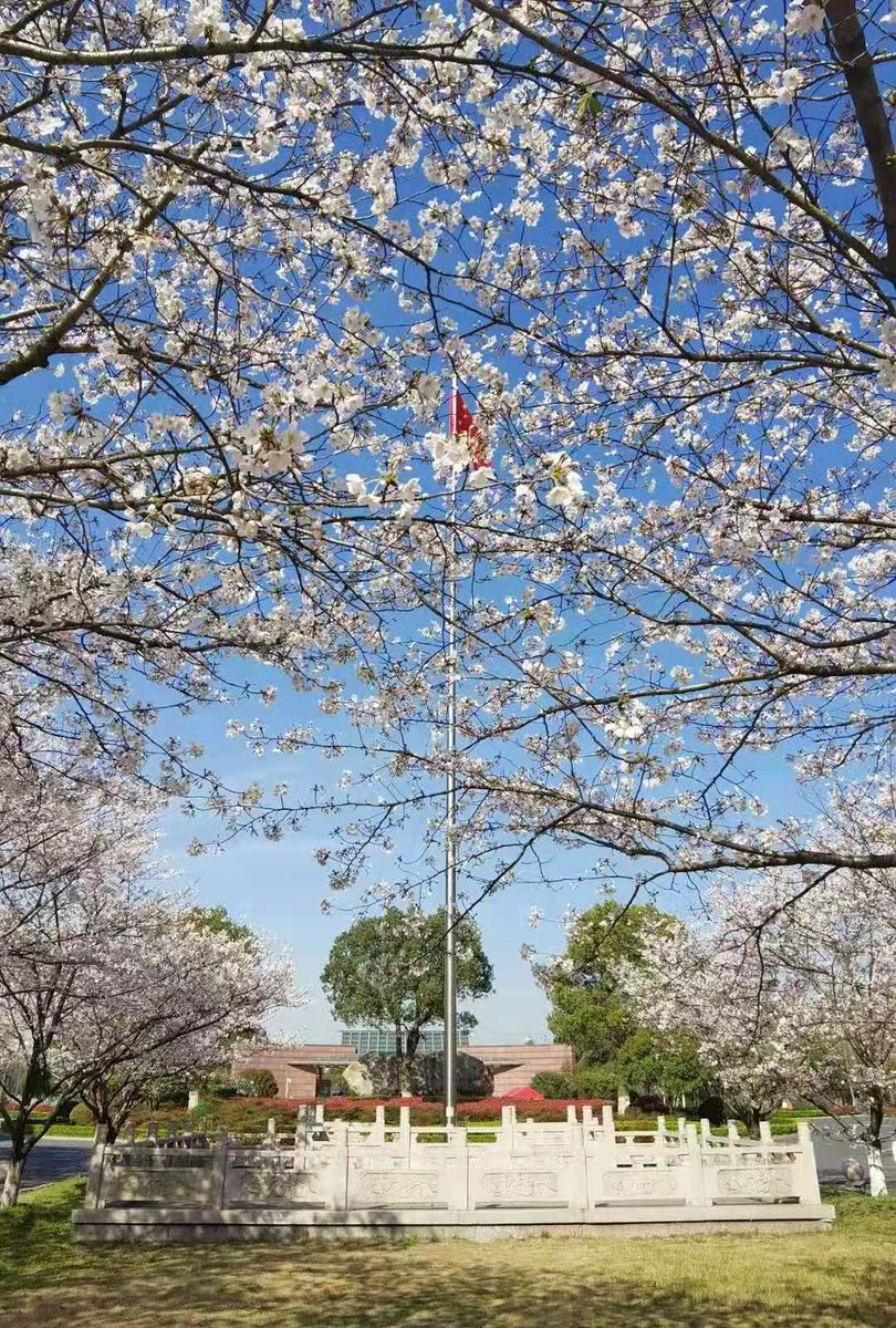 chinaembaustria's tweet photo. #DailyLifeInChina Traumhafte Blüten im Campus der Tongji Zhejiang College versprühen einen Hauch von Frühling, Frische und Leichtigkeit🌸

Fotos von einem früheren Kollegen https://t.co/m0QDNwDThB