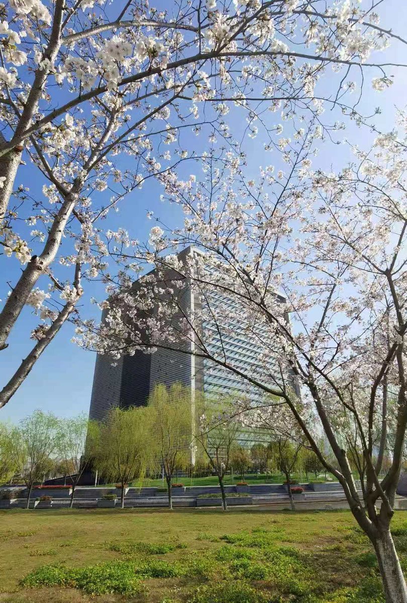 chinaembaustria's tweet photo. #DailyLifeInChina Traumhafte Blüten im Campus der Tongji Zhejiang College versprühen einen Hauch von Frühling, Frische und Leichtigkeit🌸

Fotos von einem früheren Kollegen https://t.co/m0QDNwDThB