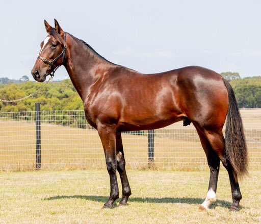 ChrisLang_Jr's tweet photo. SWEET LOU x GLENFERRIE ALEXIS (Lot201) @NutrienEquineSB https://t.co/Mb6PlhwZYy