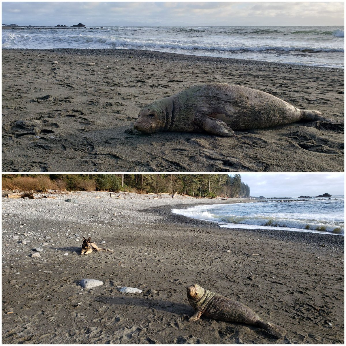IsleOfDogs's tweet photo. March 22, 2021.  A friendly sea lion enjoying the evening sun on #SombrioBeach, along the rugged #WestCoast of #VancouverIsland #BritishColumbia #Canada. https://t.co/KjsrhgBnXC