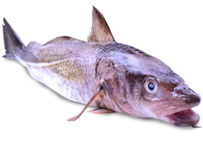 Veltman Vis Service tweet media