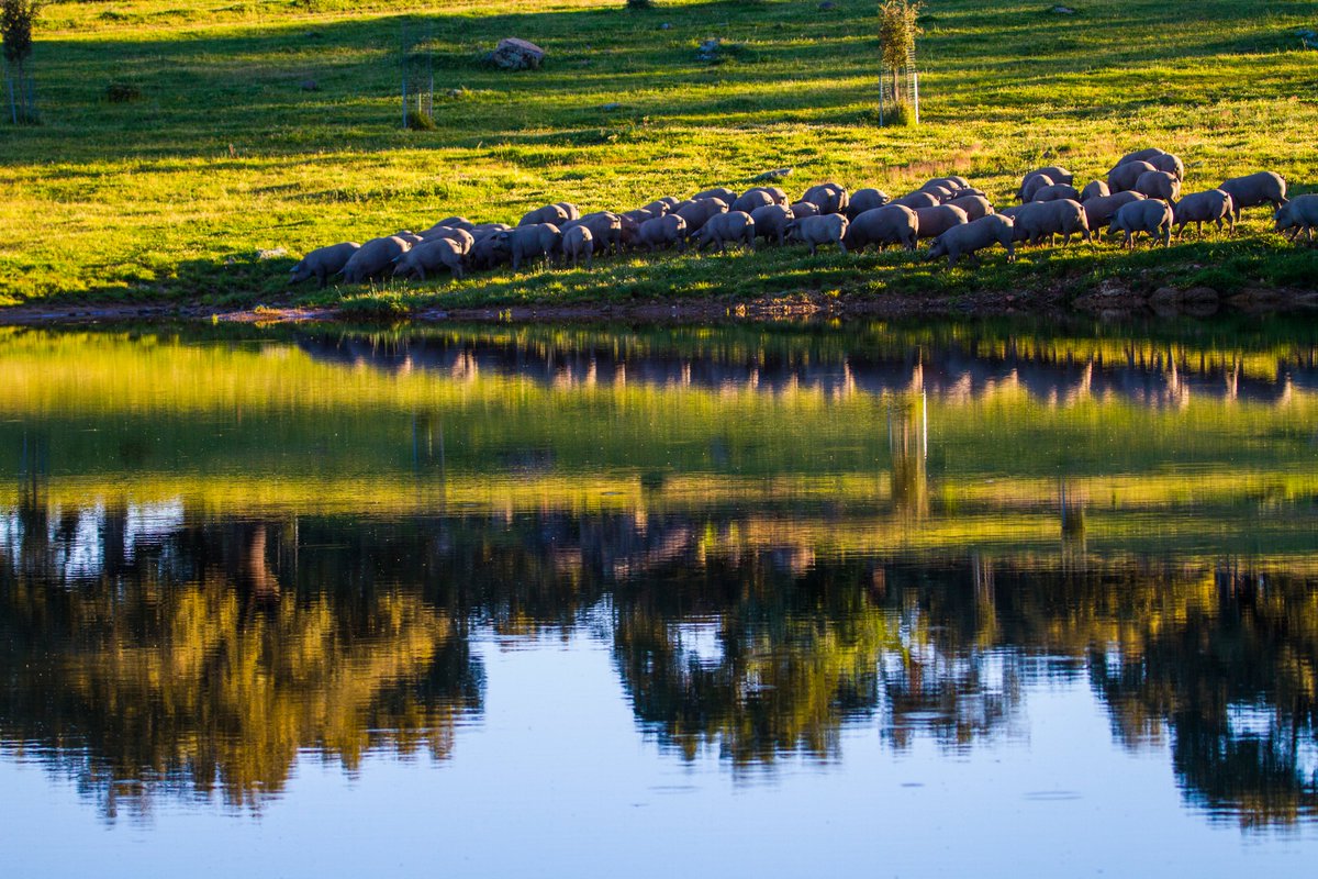 Jamón Joselito tweet media