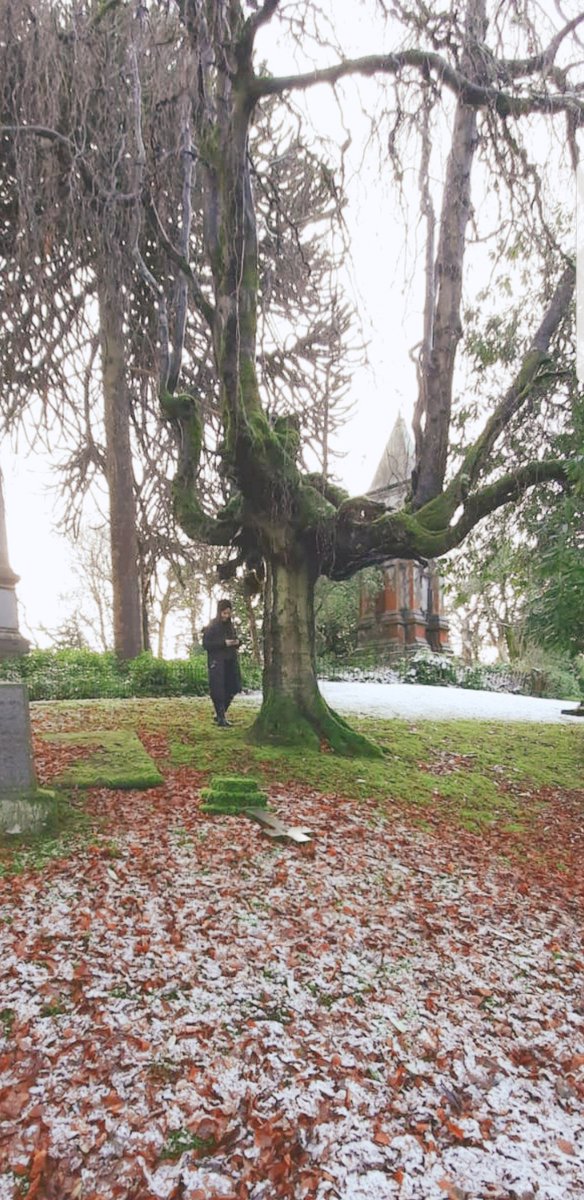 TheCemetress's tweet image. I love #PowerTree 🖤👌🏼 and this tree is definitely my #PowerTree 
😊🌲✌🏽🖤