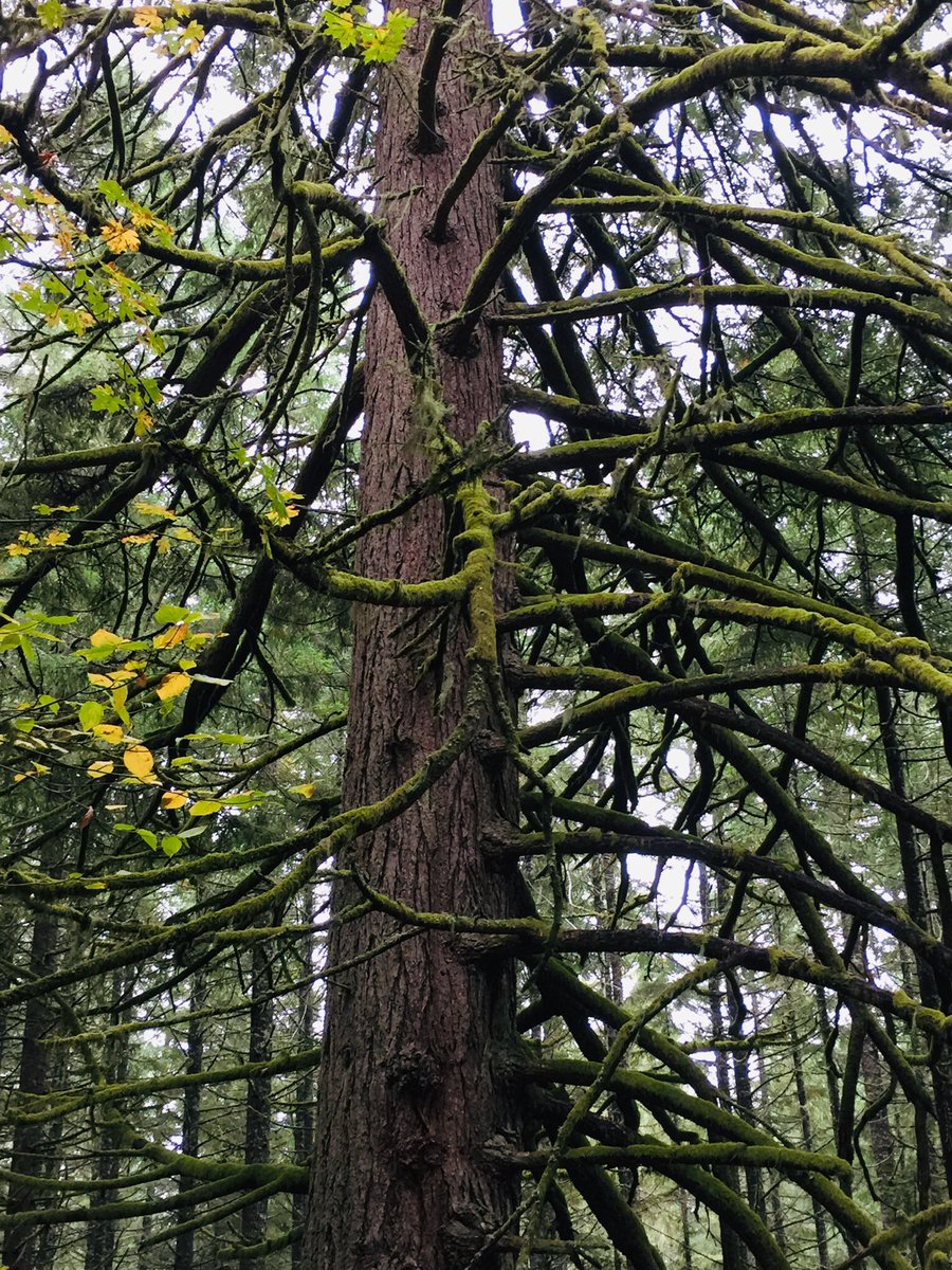 Vittoria75H2O's tweet image. #PowerTree