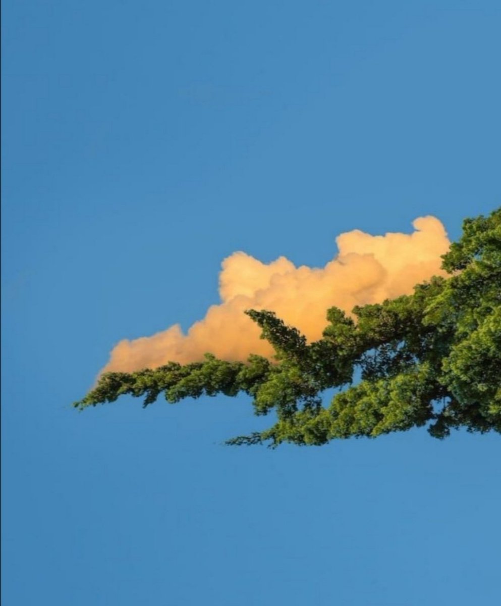 fourbarscardiff's tweet photo. 'A café in the distance -
I see it now as a tree
Its roof made of branches and leaves
Chairs made of wood.
The people who go there like to sit down
Lightly, on the branches.'
Adul Kareem Kasid
#PlanetAlive https://t.co/soKKiJIMu5