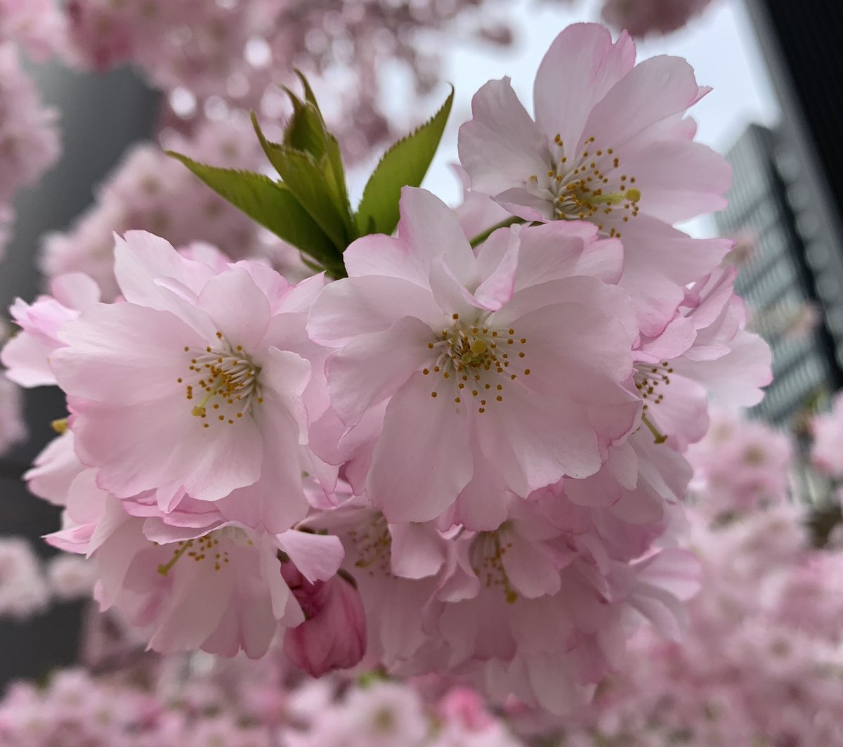 rksingh97263's tweet image. Do not worry about your future. Do your present well, and the future will blossom.