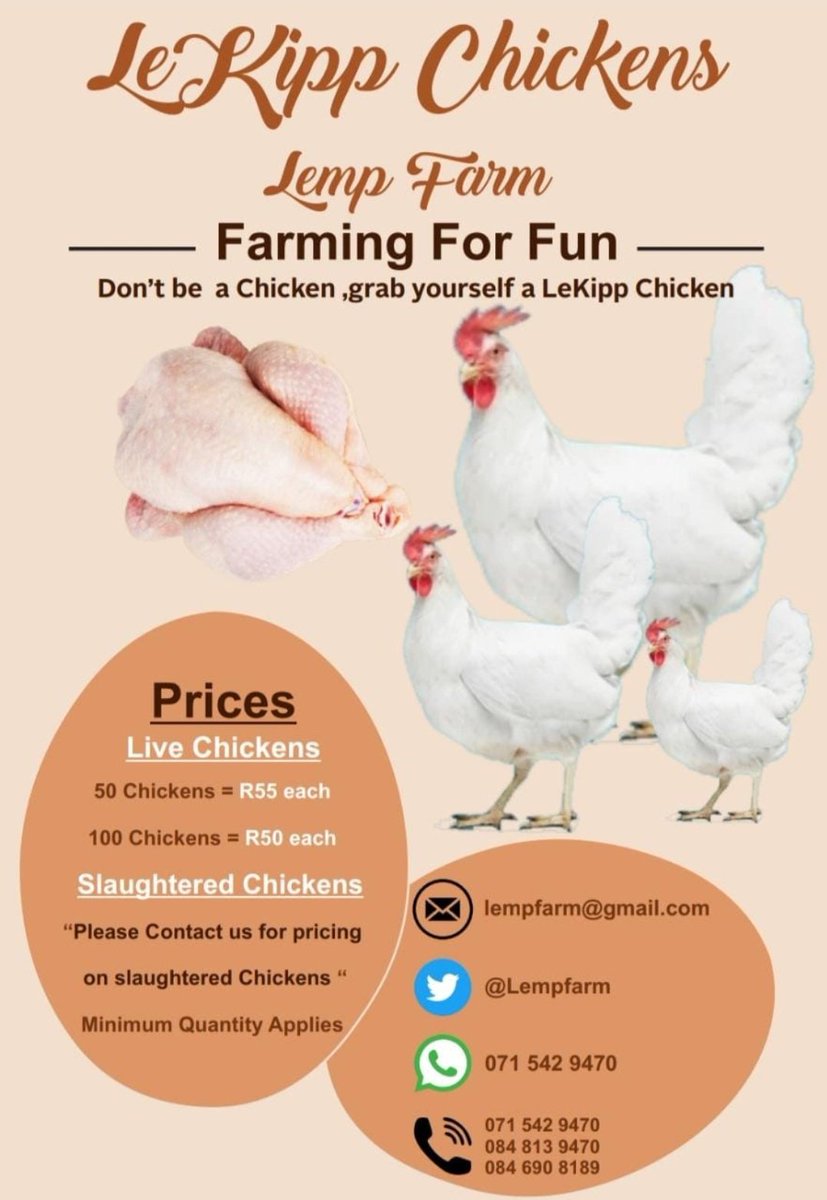 Lempfarm's tweet photo. Contact us for some juicy, fully grown, live broiler chickens, selling at R55 each. MOQ 50
Pricing will differ on slaughtered chickens, give us a bell and let's make these chickens sell.#DJSBU #SupportSmallBusinesses #FarmingTwitter #ChickenFarming #BroilersForSale #LiveChickens https://t.co/SASUJMsW1s