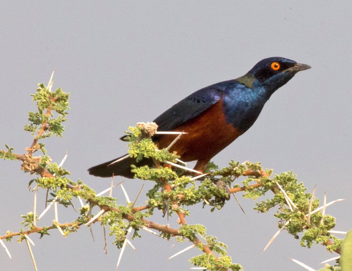 JosephJobana's tweet photo. @KateAtDeakin CC by-sa 2.0 "File:Lamprotornis shelleyi, Omo South Ethiopia, Lip Kee 2015" by Lip Kee is licensed under CC BY-SA 2.0 https://t.co/8ohNVIbR9E