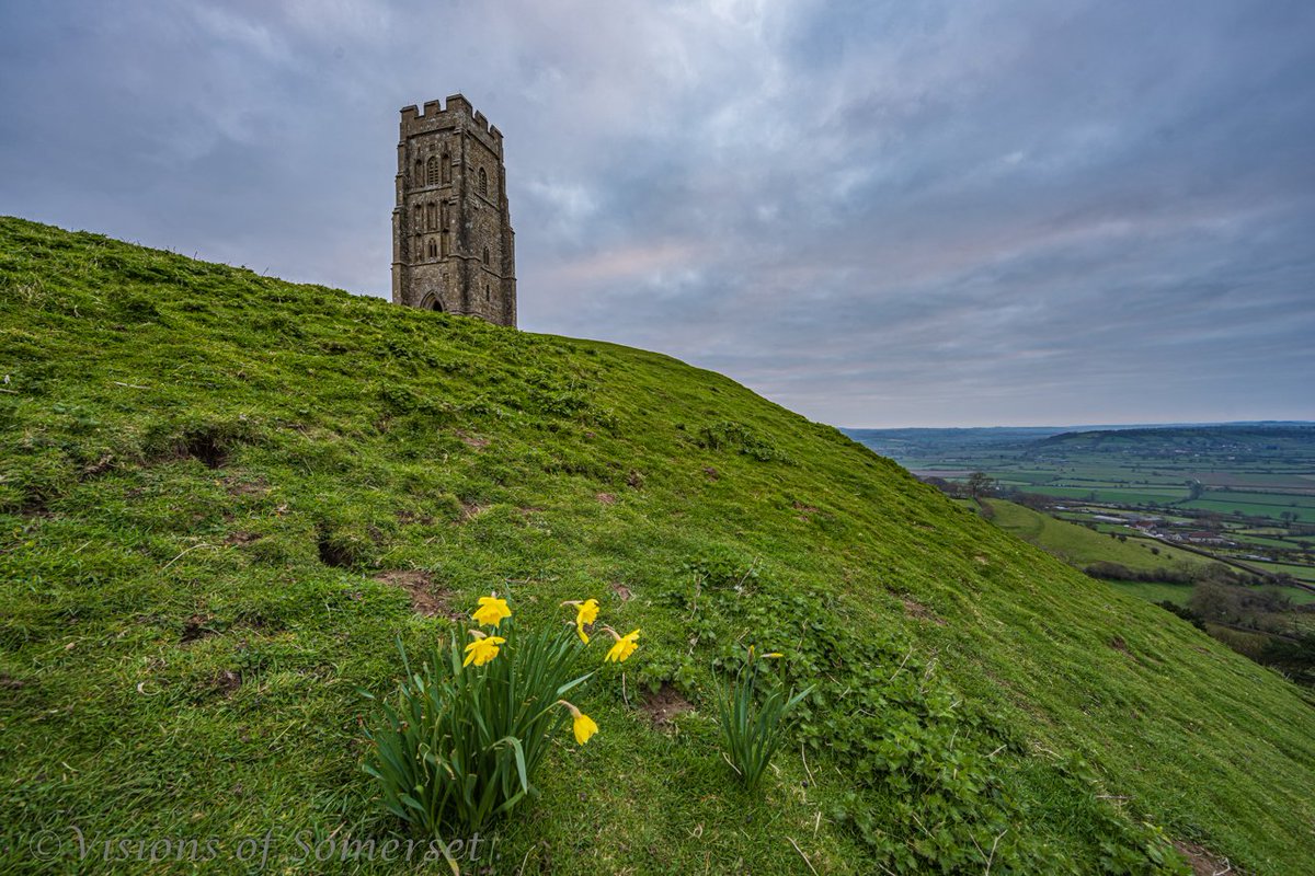 Glastomichelle's tweet photo. This time last year, I tweeted a photograph of a solitary daffodil in isolation on Glastonbury Tor. A reflection of the times we found ourselves in. I went to check today and the daffodils are now a bunch of daffodils, so is this nature indicating new hope? I think so. https://t.co/NxvG7J56MK