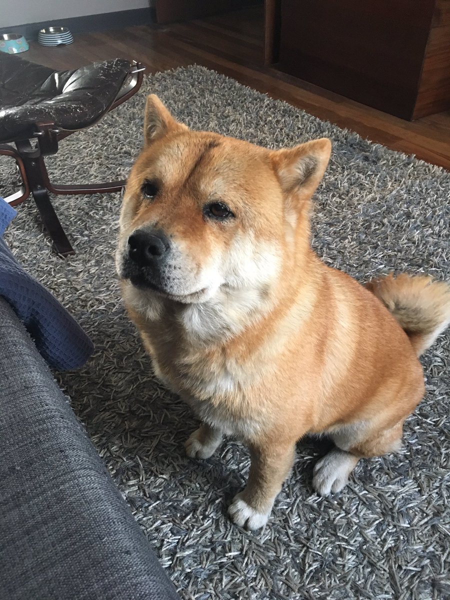 natachasuttor's tweet photo. This version of #dogsitting: the #chowcow has escaped twice (like a NINJA), killed my zucchini, seen the garden rat (much EXCITE), done several protecc, had 3 long walks and made a new fren (Beatrice who would love to walk her for @sim1temp1) https://t.co/8CZlfZ6ZFD