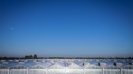 Bloemen én planten één uur eerder veilen: 6 april, 3 mei, 10 mei, 25 mei 2021. Wat betekent dit voor u? royalfloraholland.com/nl/nieuws-2021…