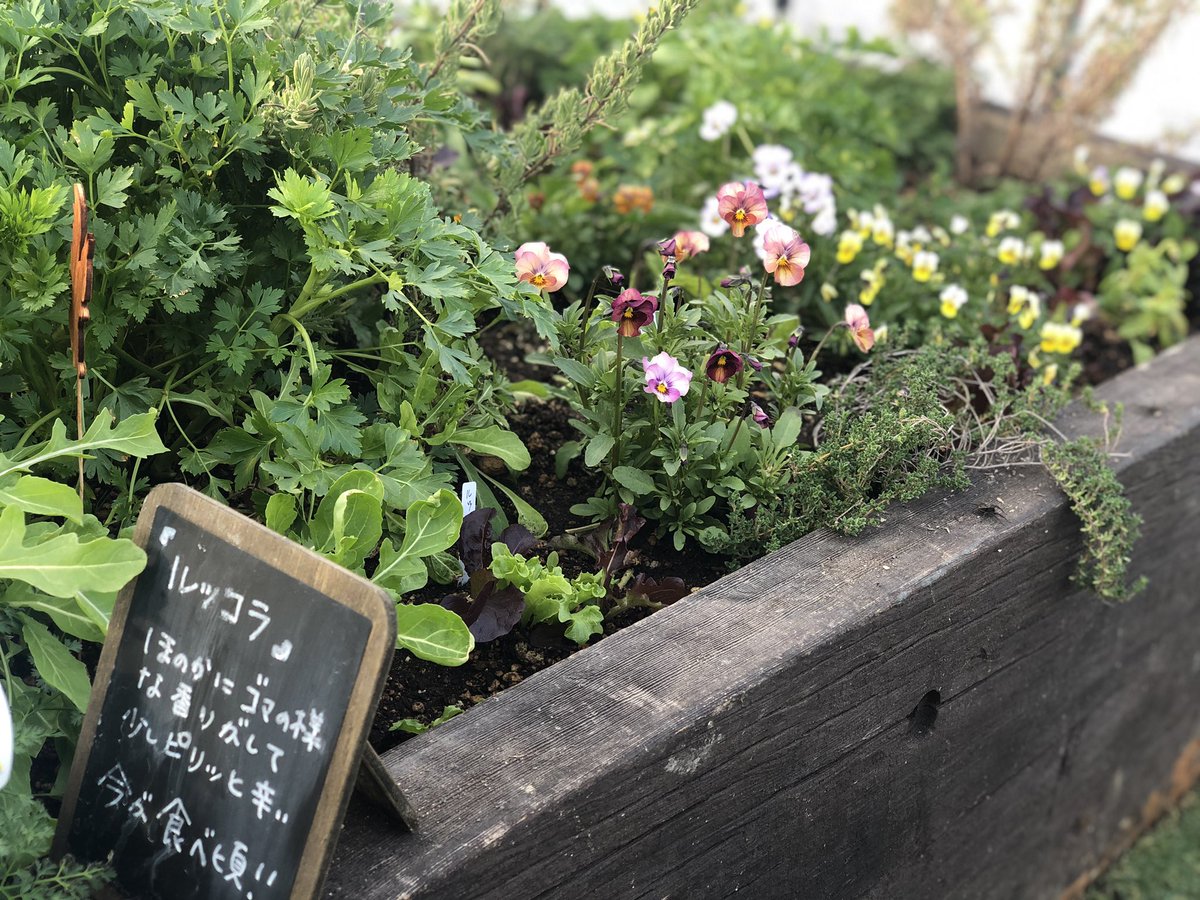 ログホテル メープルロッジ 森のポタジェ 今日も種まきしました 冬の間から育てていた植物たちの緑がまぶしいです ログホテルメープルロッジ メープルロッジ ポタジェ 森のポタジェ ガーデン ログホテル メープルロッジ 森のポタジェ 今日も種まきしました 冬の間から育てていた植物たちの緑がまぶしいです ログホテルメープルロッジ メープルロッジ ポタジェ 森のポタジェ ガーデン