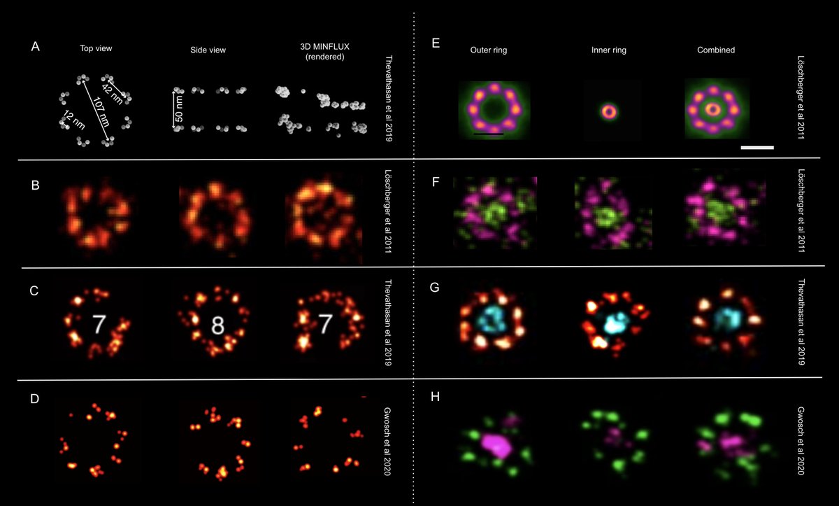 kirtiprakash25's tweet photo. Who's coming to #FOM2021?
https://t.co/76cfq2kW9s
We have a few talks/posters on MINFLUX, cryo-Inverterscope (w @linkamstages @AuroxLtd) and laser-free super-resolution microscopy (#LFSM)
#MINFLUX session with @Abberior ==🔥🔥
https://t.co/QlM8Ns0vRO
Lots of new analysis+data! https://t.co/uQClM0eCR6