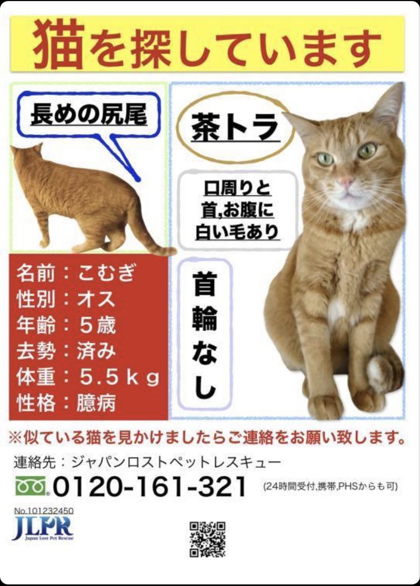 マルちゃん ねこ休み展 飼い主さんが探しています 拡散希望です よろしくお願いします 東京都練馬区三原台にて不明に 茶トラ 口まわり首 お腹に白い毛 今日で２ヶ月だそうです 近隣近郊にお住まいの方 どうかよろしくお願いします 迷子猫 猫