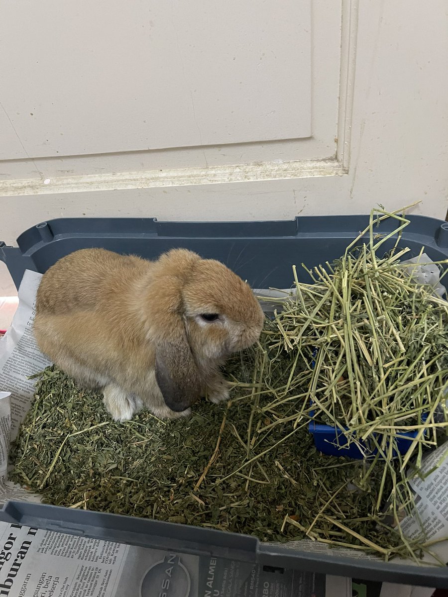 I dh kecikkan tempat makan and poo dia lagipun dia duduk luar sangkar. Kejap kat atas kejap kt bawah.