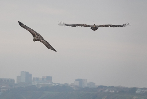 wildphotos1's tweet photo. This is a sight I couldnt have imagined a few years back!! ...2 White Tailed Eagles over Hengistbury with Bournemouth as a backdrop  @CHOG_birds @DorsetBirdClub https://t.co/N9LkTiljA2
