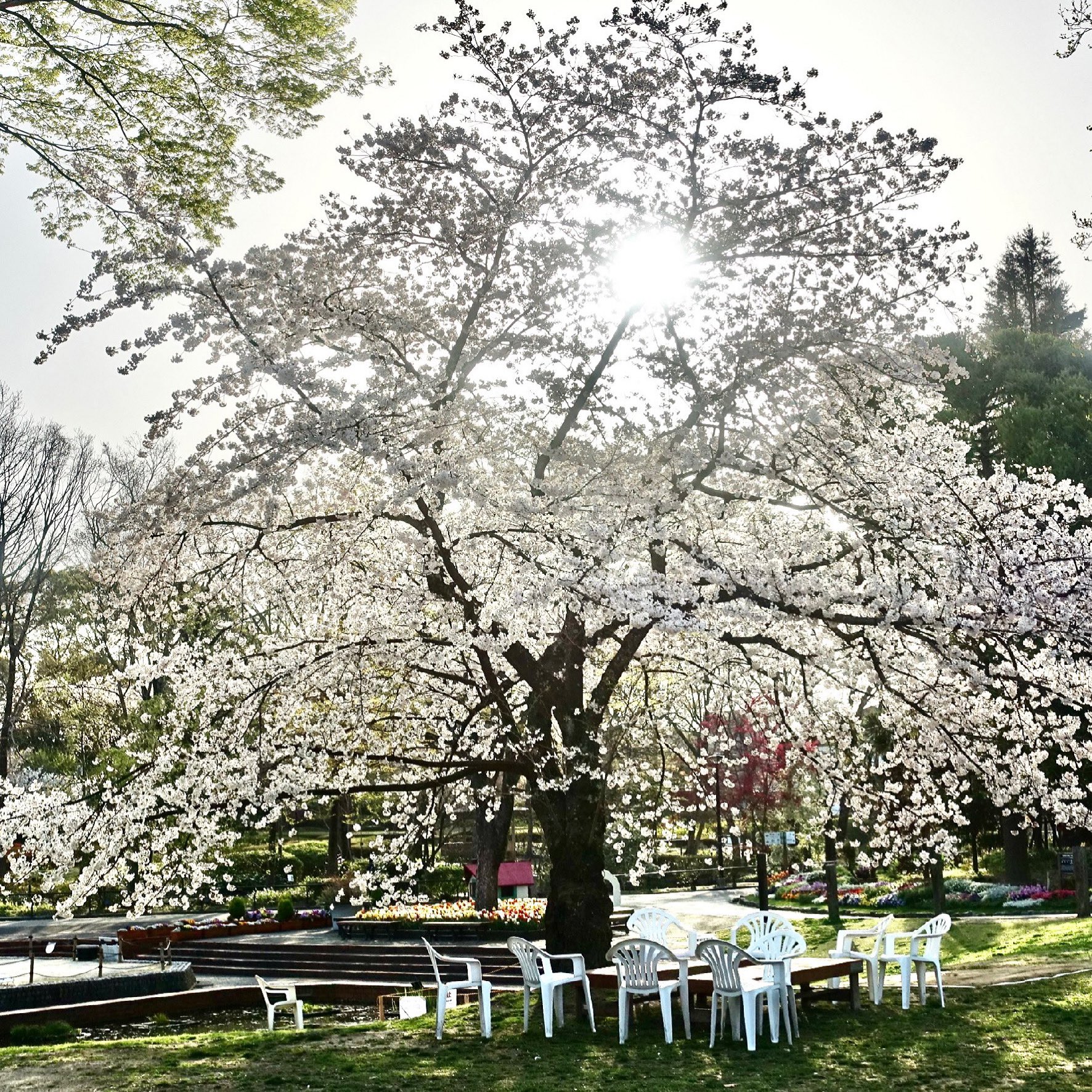 福岡市植物園 楽しみながら学ぶ 昨日の答えは 桧原桜 でした 桧原桜の物語は福岡市南区区役所のhpからご覧いただけます 写真は植物園芝生広場 本日の ソメイヨシノ です 福岡市植物園 福岡市動植物園 桧原桜公園 桧原桜賞 フォトコンテスト