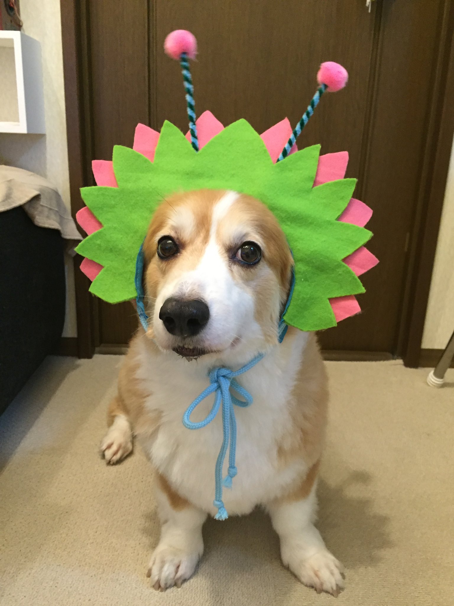 Corgiillustration Twitter Search Twitter