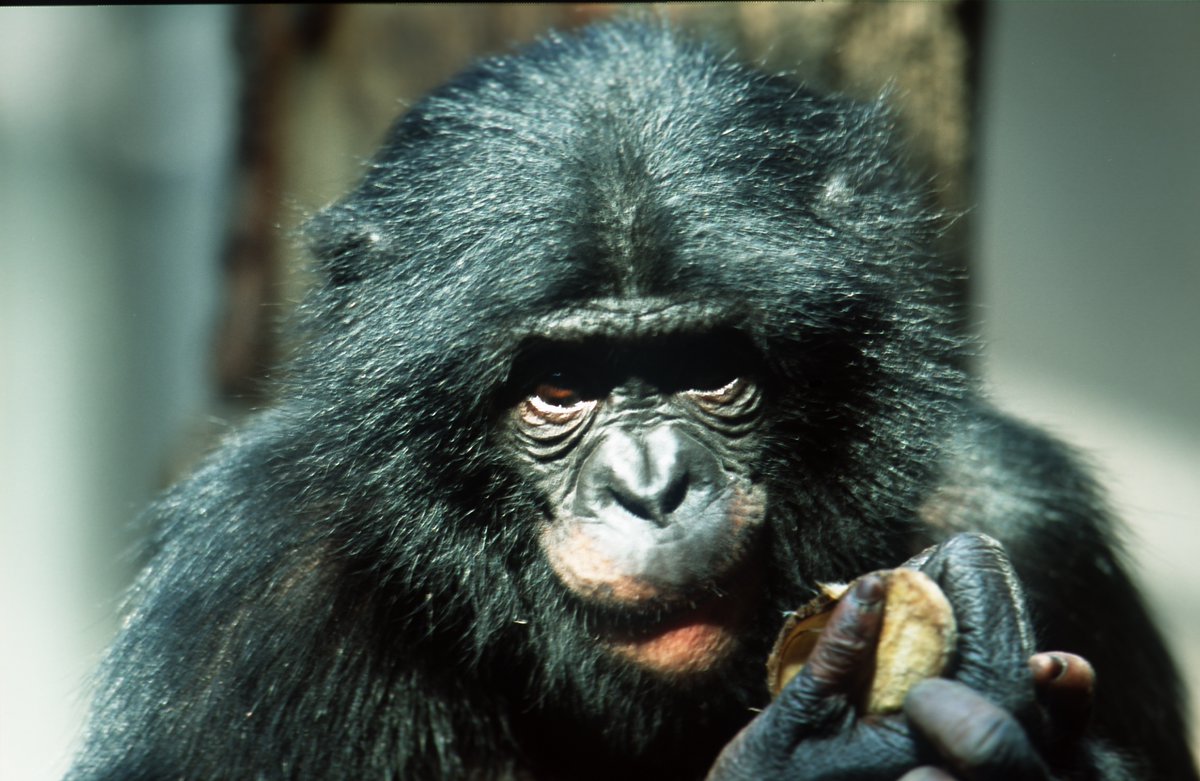 One more day to apply for a #PhDposition in the #ConparativeBioCognition group studying #communication, #turntaking, #socialfactors in #bonobos in the wild: comparative-biocognition.de/communicate/ev…
