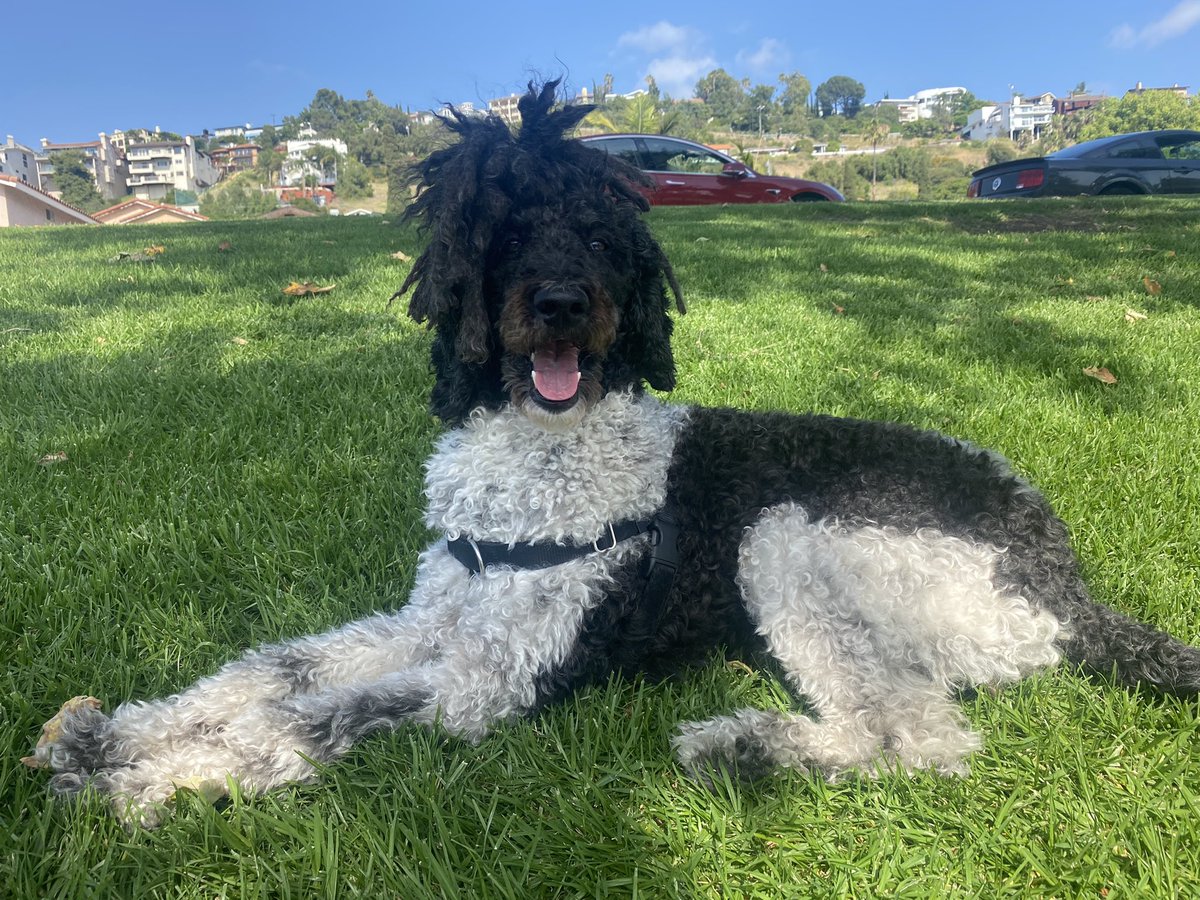 PennySRosenberg's tweet photo. I miss her so much! It’s one of the saddest parts about divorce. Here’s Moo-cho. #partipoodle #NationalPuppyDay https://t.co/gy4BAWziMi