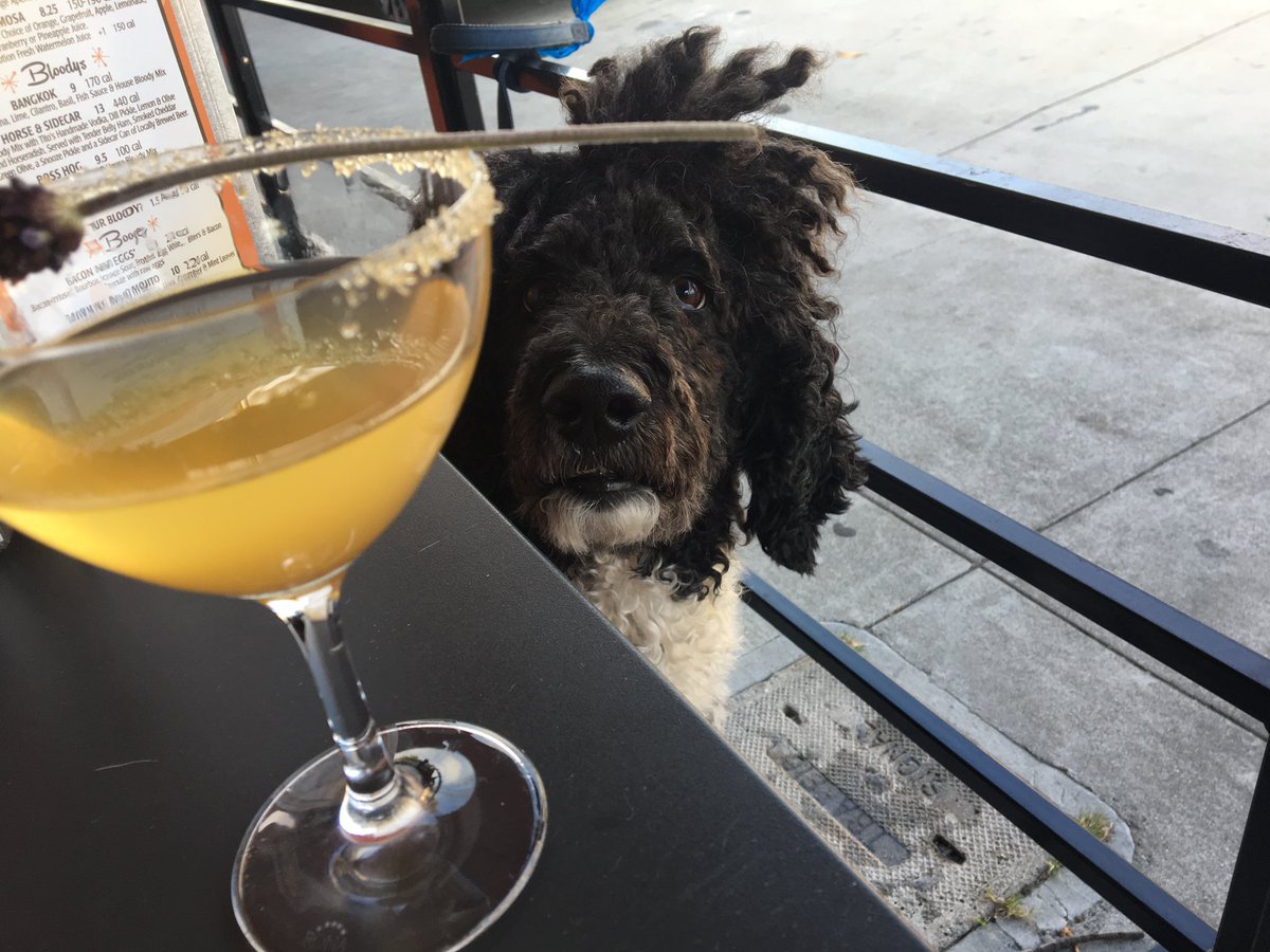 PennySRosenberg's tweet photo. I miss her so much! It’s one of the saddest parts about divorce. Here’s Moo-cho. #partipoodle #NationalPuppyDay https://t.co/gy4BAWziMi