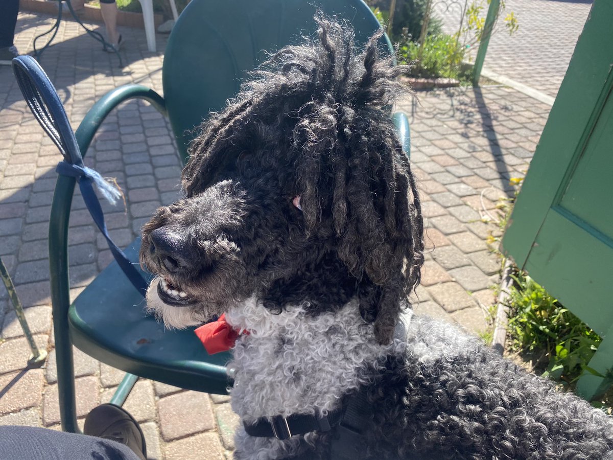 PennySRosenberg's tweet photo. I miss her so much! It’s one of the saddest parts about divorce. Here’s Moo-cho. #partipoodle #NationalPuppyDay https://t.co/gy4BAWziMi