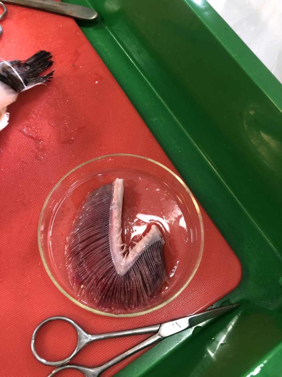QueenswoodSTEM's tweet photo. Year 12 checking out the respiratory system of fish. https://t.co/mVqWpdVGmd