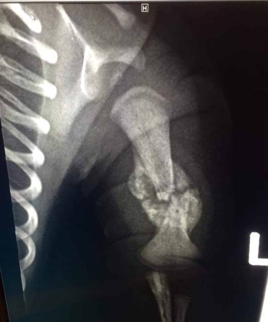 CoomberTweets's tweet photo. When the letter of the week is X and you've been learning about bones and the body you get really excited share your xray of when you had a broken arm with your class 😂😂🙈 #virtualfdk #4yearoldsshareeverything https://t.co/ykFINjHhGI